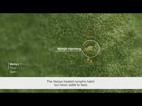 Versys® Insecticide – Nymph Whitefly Time Lapse