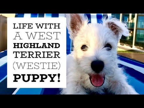 What I've Learned About Owning a West Highland Terrier Puppy
