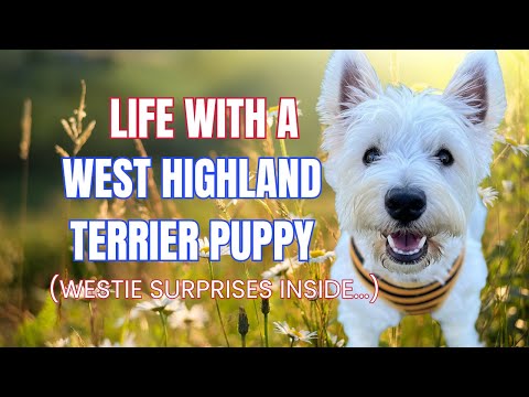 We got a West Highland Terrier (Westie)