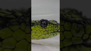 He approaches within 20 centimeters of a venomous snake in an attack position