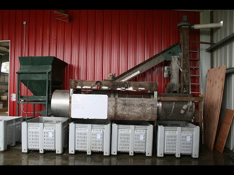 Sorting Chestnuts By Size At Route 9 Co-op