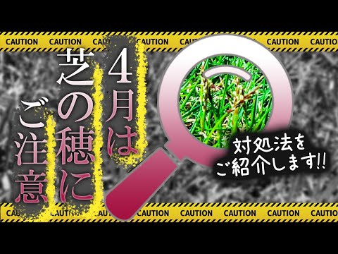 つりきっぷ様「4月芝生お手入れ【見逃しやすい】芝生のサイン！土壌改良さらに加速！」