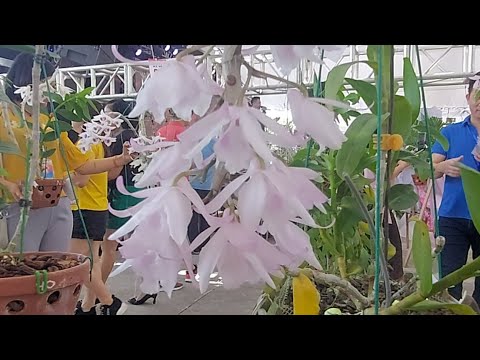 Triển lãm Hội Hoa Lan TP Hòa Bình.