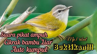 Download lagu SUARA PIKAT BURUNG CIKRAK BAMBU AMPUH DI ALAM LIAR AUTO KUMPUL mp3 Download lagu SUARA PIKAT BURUNG CIKRAK BAMBU AMPUH DI ALAM LIAR AUTO KUMPUL mp3
