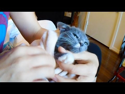 How to Cut Kitten Nails: Kitten Burrito to clip Butter's LONG NAILS!