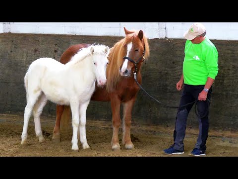 "Fannar vom Recherbusch" unser Hengstfohlen mit Bestnoten | Fohlenschau 2020 | Hof Recherbusch
