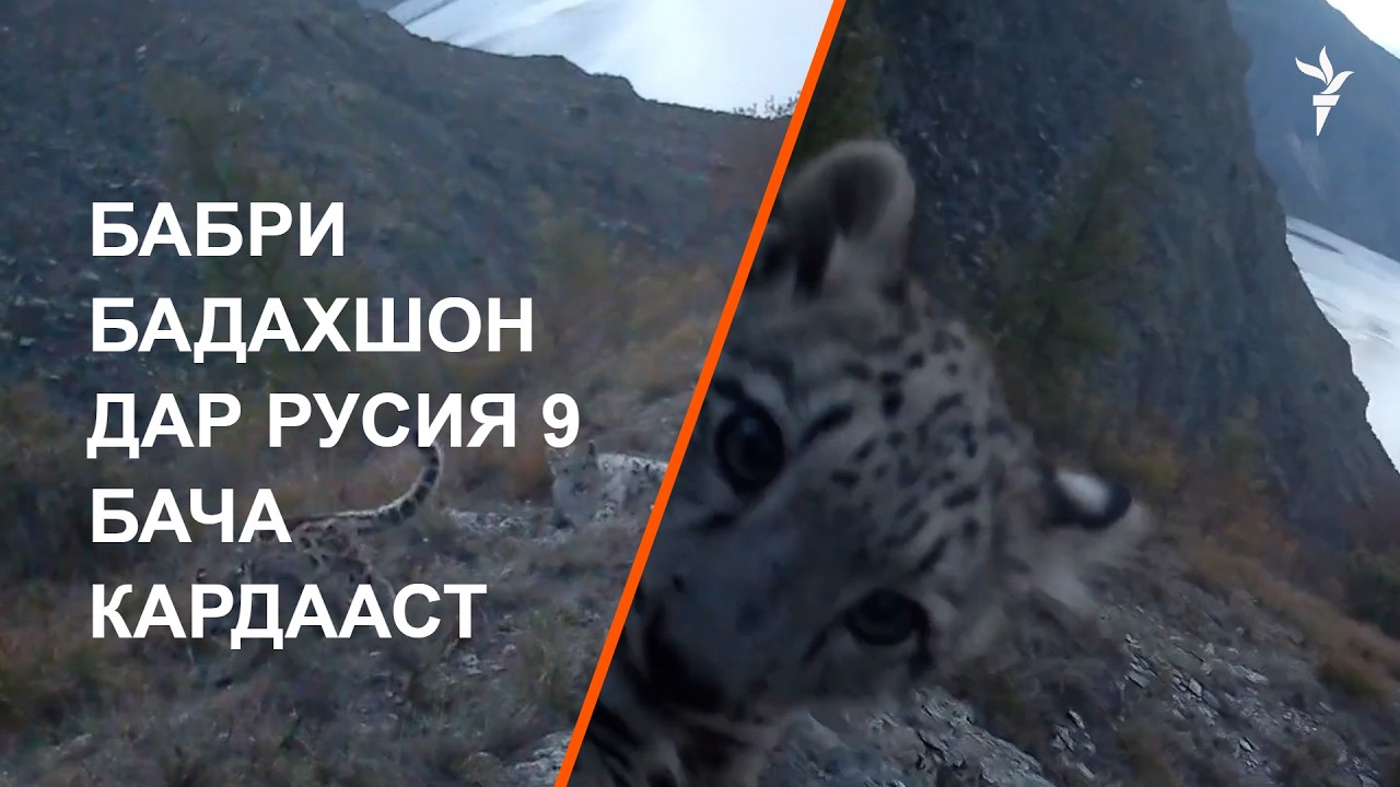 Насли бабри Тоҷикистон дар Русия зиёд шудааст