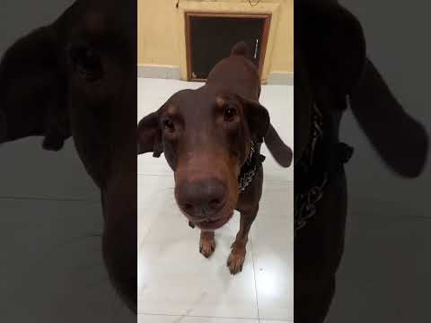Doberman Dog Barking.. #doberman #dog #puppy #funny #dogs #india
