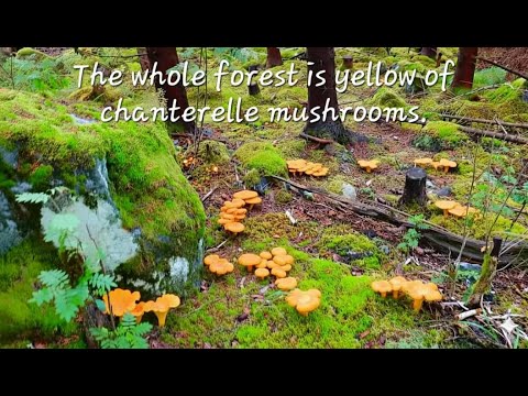 🌲🍄 The whole forest is yellow of chanterelle mushrooms.