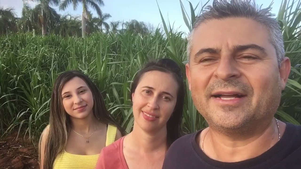 BRS Capiaçu - Quantos bezerros em 1,2 hectare?