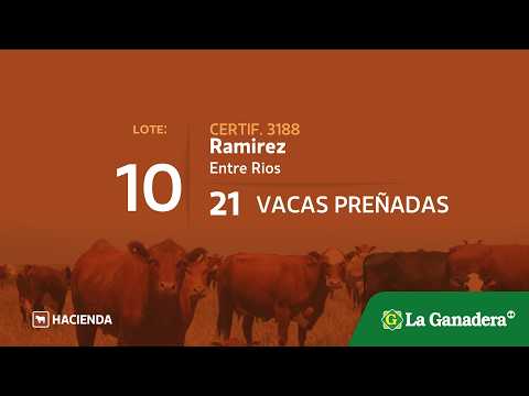 Lote Vacas preñadas en Ramirez