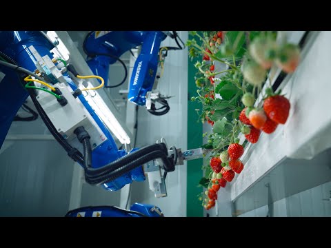 The Farm of the Future from Oishii — Solar-Powered Indoor Vertical Strawberry Farm