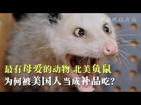 負鼠可以養嗎