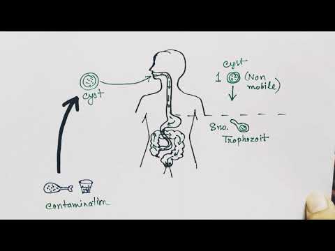 Entamoeba histolytica life cycle ( English ) | Amoebic dysentry | parasitic protozoan