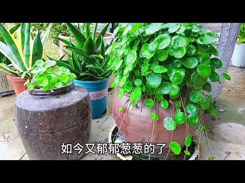 招財進寶 銅錢