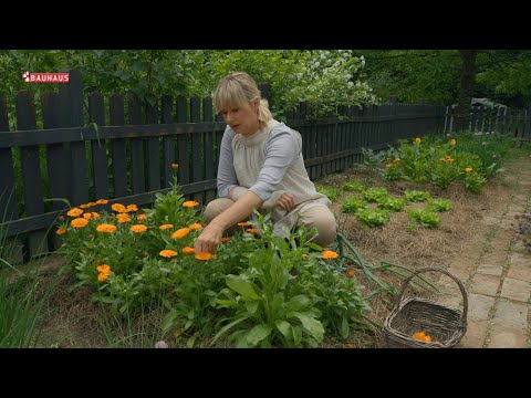 Škola vrtlarstva - neven u vrtu