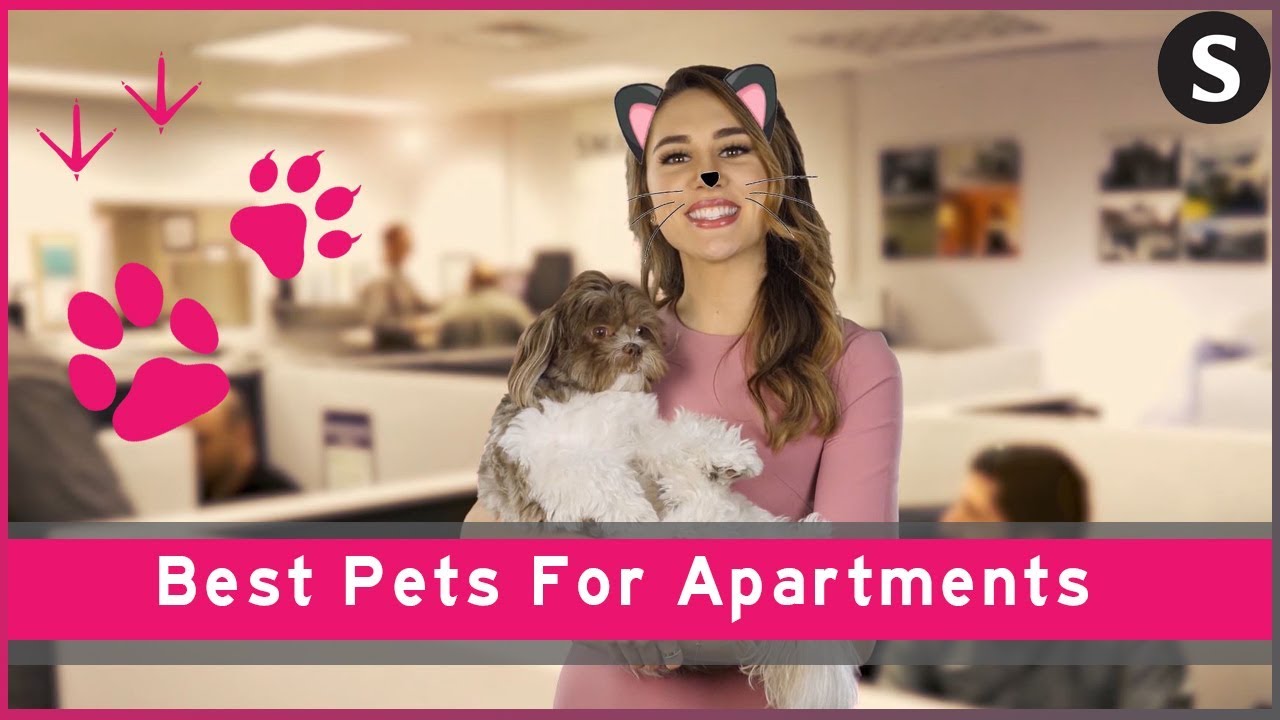 Apartment Life For Pets