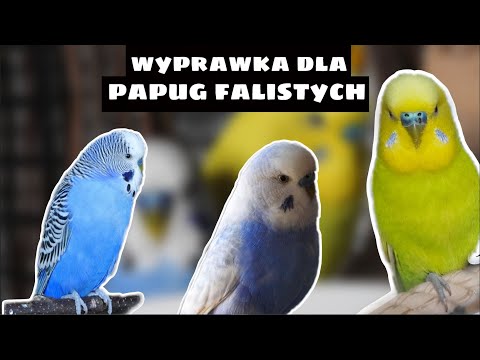 WYPRAWKA DLA PAPUG FALISTYCH