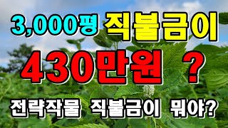 직불금이 430만원 / 이런 사업도 있습니다 / 전략작물 직불금 신청