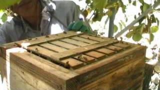 ニホンミツバチの重箱式巣箱からの採蜜　Part1