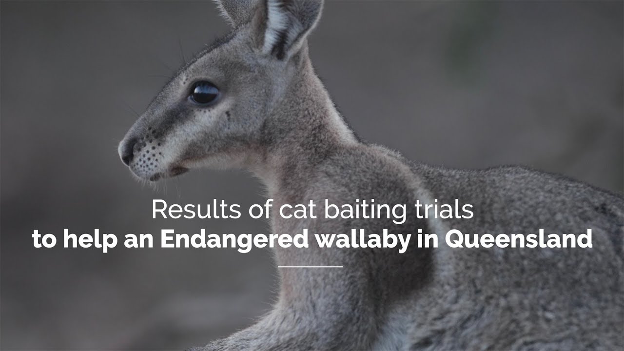 Results of cat baiting trials to help an endangered wallaby in Queensland