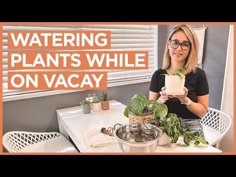 The Best and Easiest Way To Water Plants While on Vacation for Two Weeks
