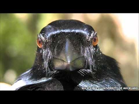 Response of a wild New Caledonian crow to playback of wak-wak 'alarm' calls