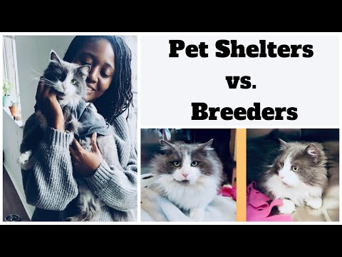 Why I Rescued my Cat Instead of Going Through a Breeder? + My Cat's Rescue Story