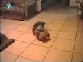 Dog Sex 3gp