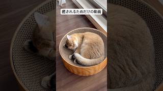 癒しを垂れ流し。 #ブリティッシュショートヘア #癒し動画#癒し#猫のいる暮らし #かわいい