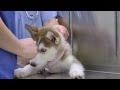 Laika Goes To The Vet