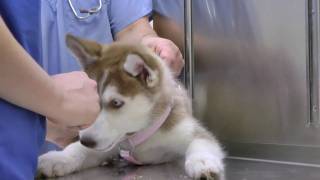 Laika goes to the Vet
