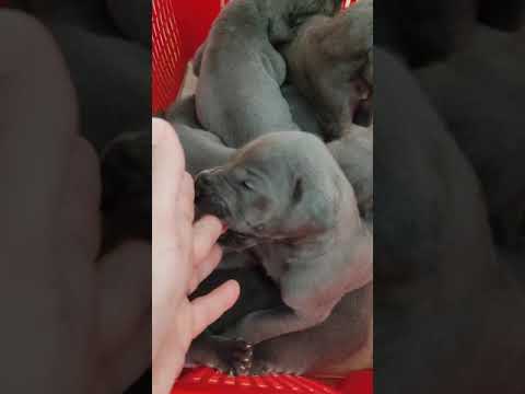 Vendita cuccioli di alano blu