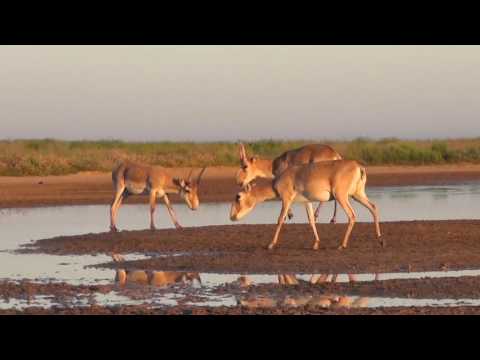 Al Jazeera Svijet 19.3.2017. - Nedjelja 23:05