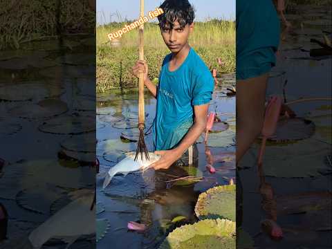 নদীর জলে বড় মাছের ধরা! 😱🐟 #FishingShorts #BigCatch #BanglaFishing #RiverFish