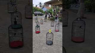 Download lagu Konin gacor dirumah, belum tentu bunyi di tempat kayagini. Yuk dilatih...😁#koningacor #shorts mp3