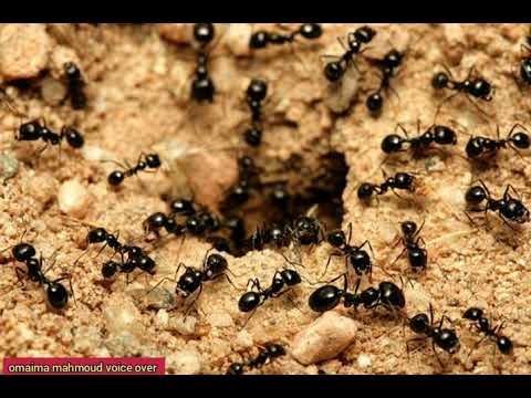 تعليق صوتي وثائقي / مدينة النمل/