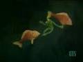 Muppet Show Kermit And Robin Octopus Garden S3e12