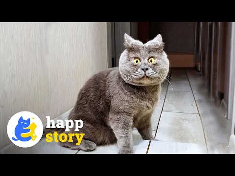 Fedja the Cartoon Cat: A Real-Life Miracle! 🐱| HAPP