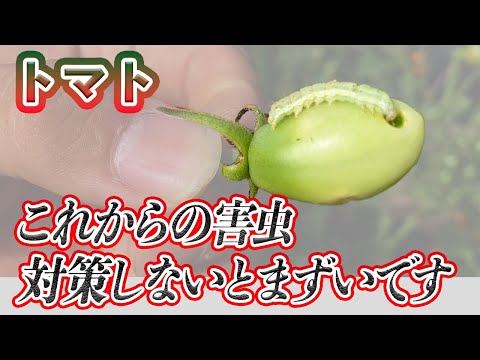 トマトの苗木を食べるのは誰ですか