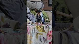 Video preview image #1 Chihuahua-Unknown Mix Puppy For Sale in Farmington, MN, USA