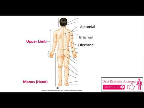 Anatomical Regions of the Human Body ( Anterior & Posterior )
