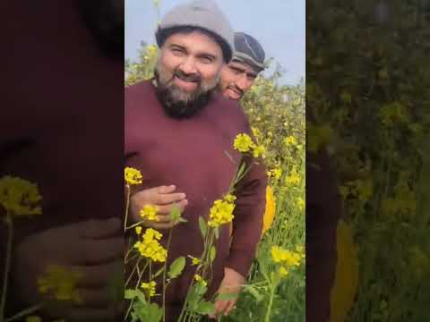 Wild Honey Harvest – DesiEgg.pk