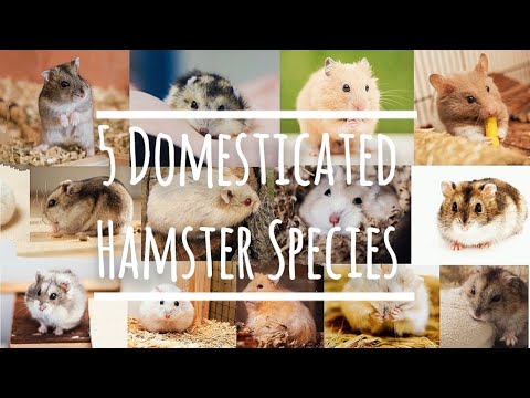 The 5 Domesticated Hamster Species + Important Facts You Need to Know 🐹