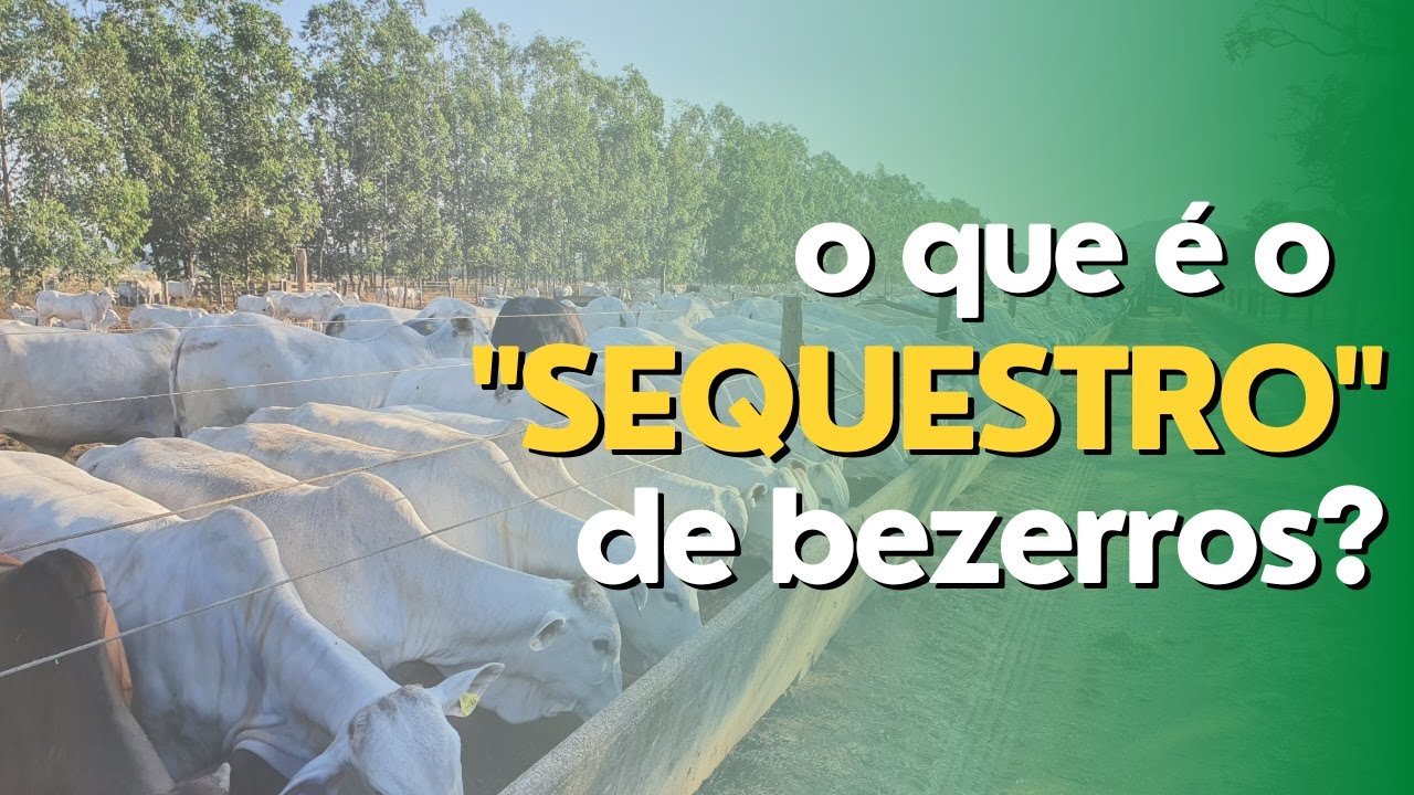 "SEQUESTRO DE BEZERROS" - O QUE É? QUAIS SÃO OS PRINCIPAIS PONTOS DE ATENÇÃO?