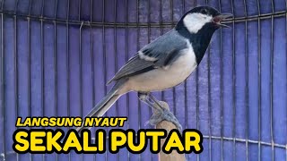 Download lagu Pancingan GELATIK BATU | Gelatik Jantan dan Betina akan ikut respon jika mendengar suara ini mp3 Download lagu Pancingan GELATIK BATU | Gelatik Jantan dan Betina akan ikut respon jika mendengar suara ini mp3