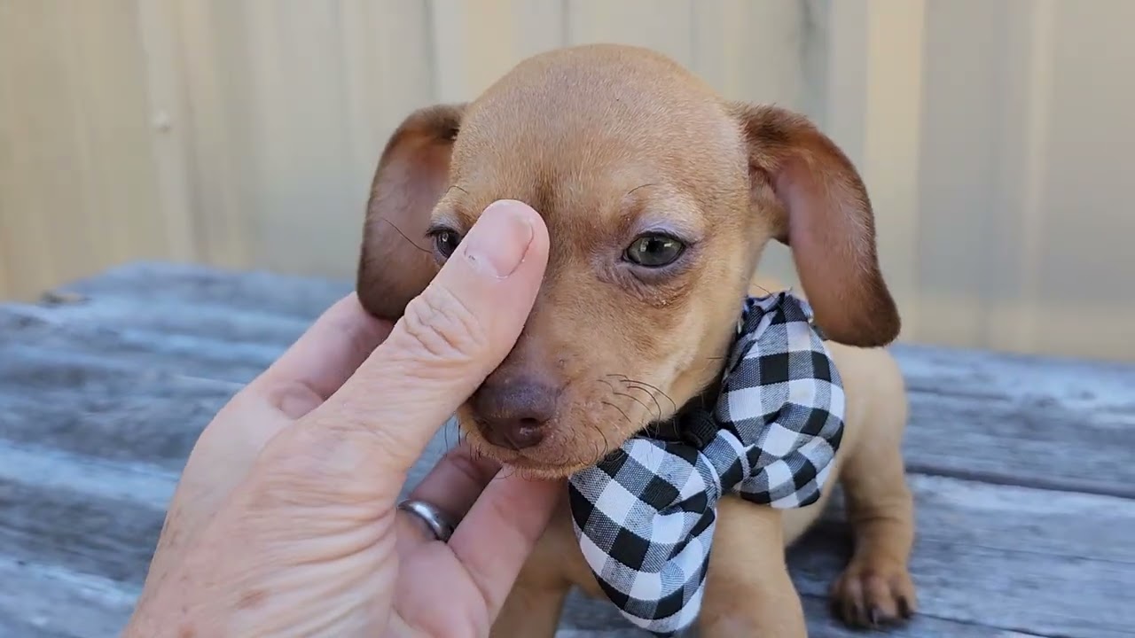 Enlarge Atom, an adopted mixed breed in Bandera, TX video 3/5