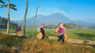 Download lagu Kecapi Suling Sunda Merdu l Pemandangan Alam di Cangkuang & Kadungora l Garut Jawa Barat mp3