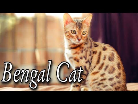 Bengal Cat Personality - How to Bengal Proof Your Home .A Bengal cat What We Know So Far. Animals