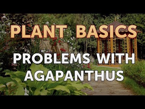 How to Dry an Overwatered Plant